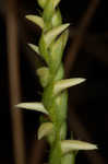 Great Plains lady's tresses